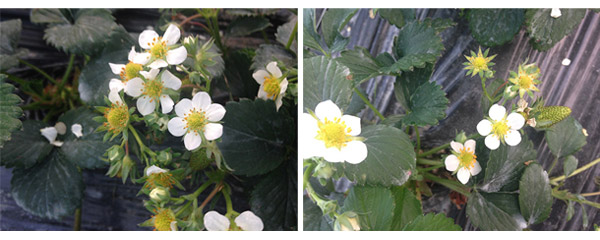 1513326939805310jp7H.jpg 未標題-4.jpg