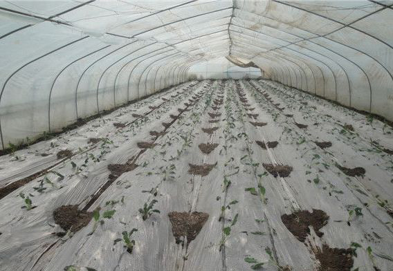 1513329349311988oYwC.jpg 圖片81.jpg