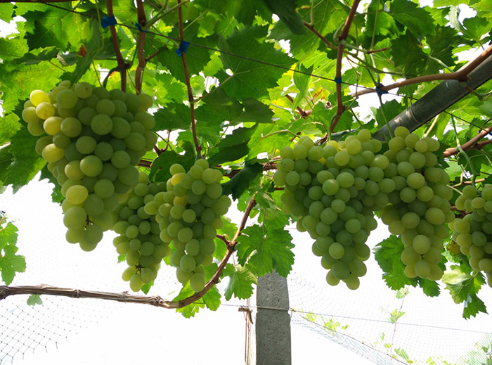 1513330125854075maNq.jpg 圖片89.jpg