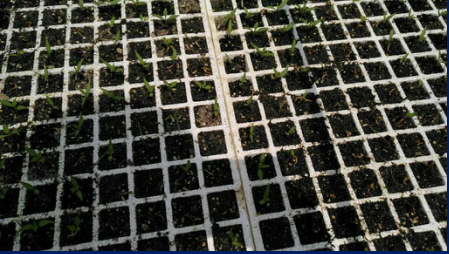 1515667669533763f2Oo.png blob.png