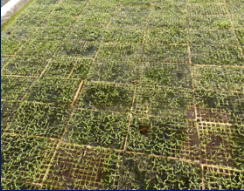 15156677854542179PER.png blob.png