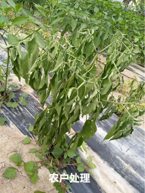 1515669720260070OHXc.png blob.png